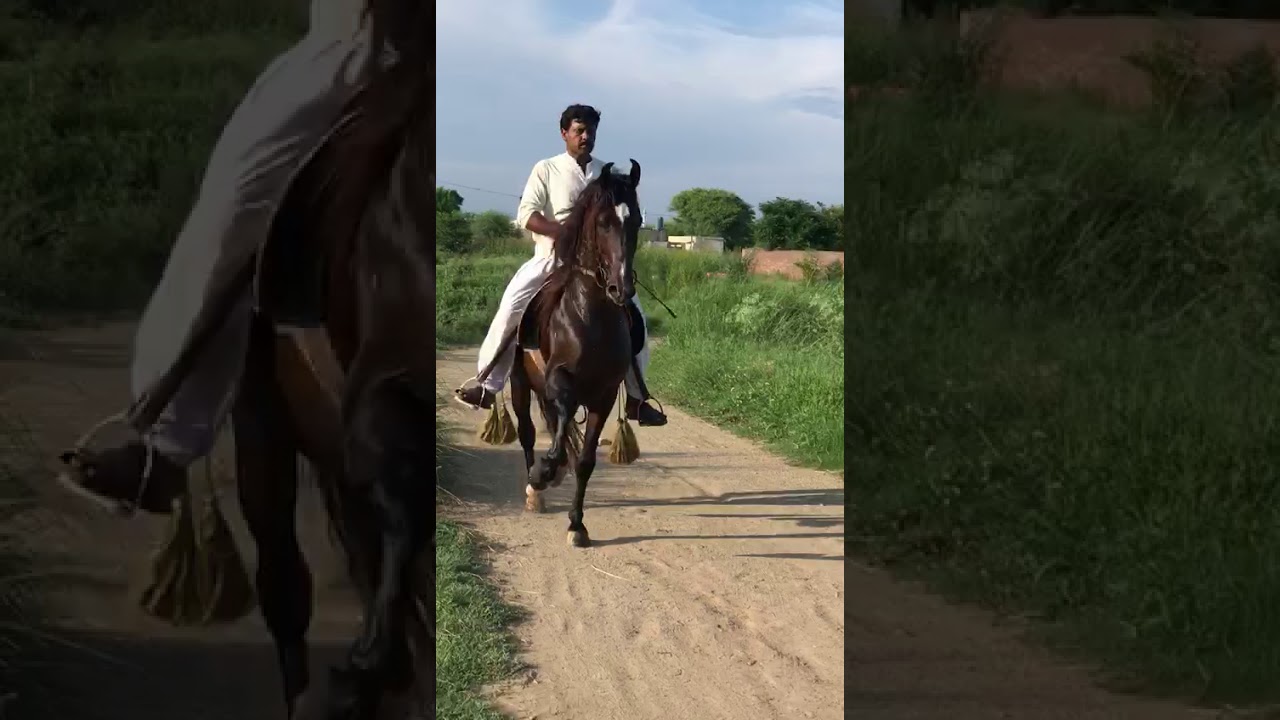 Beautiful Chalbaz Desi horse in Pakistan 2020