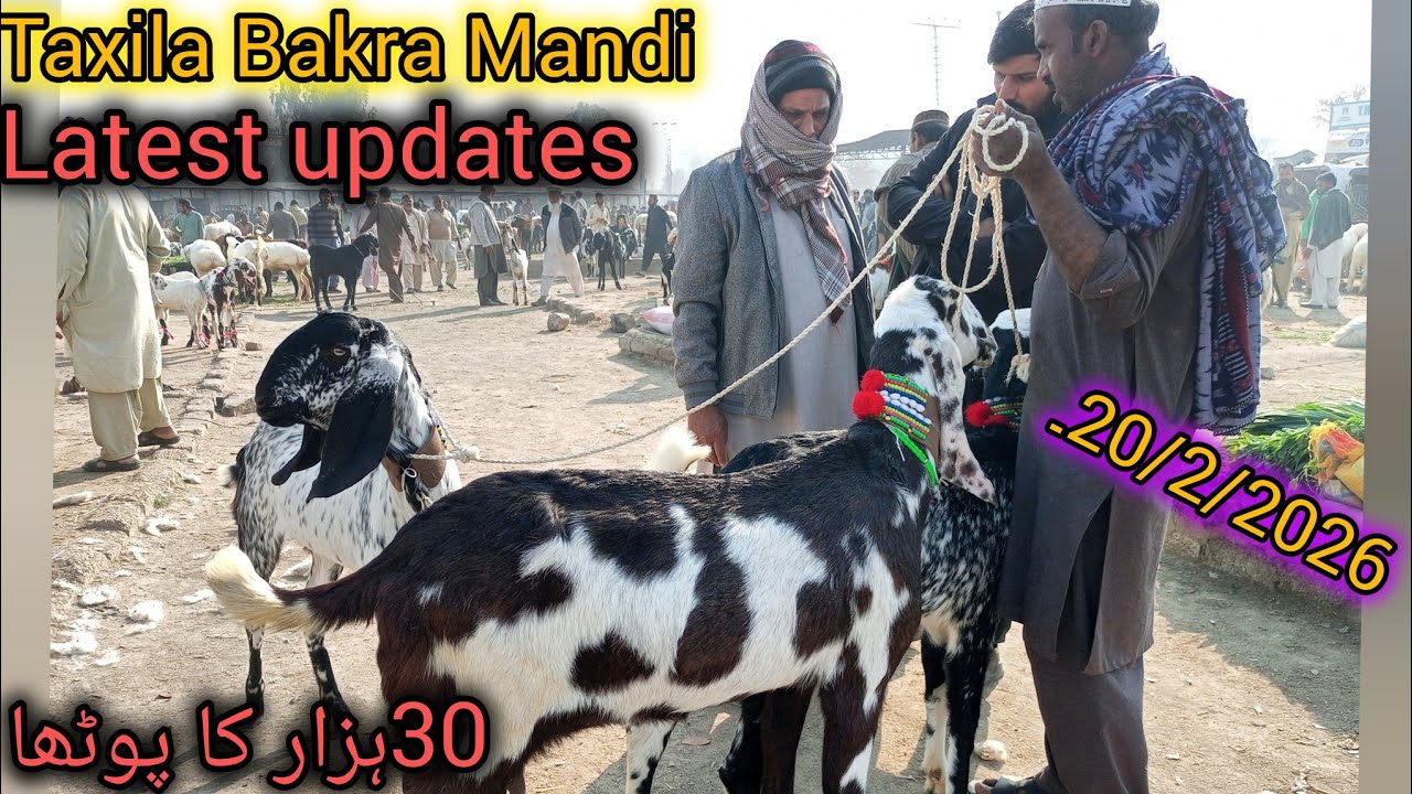 Taxila Bakra Mandi Latest updates قربانی کے بکرے 2026 Mandi Sasti ho gaie Aj 20.2.2026.