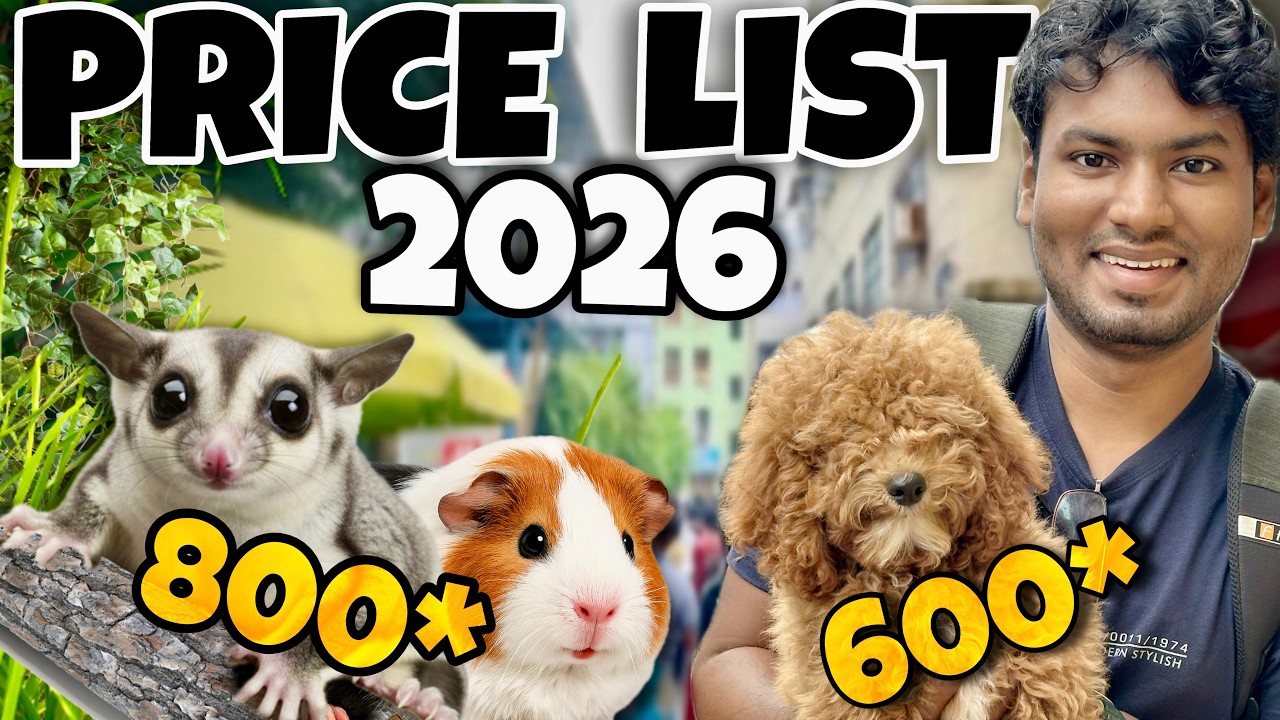 2026 Pets Market Price List 😲 | Birds to Dogs – Guinea Pig, Sugar Glider எல்லாம் Price!