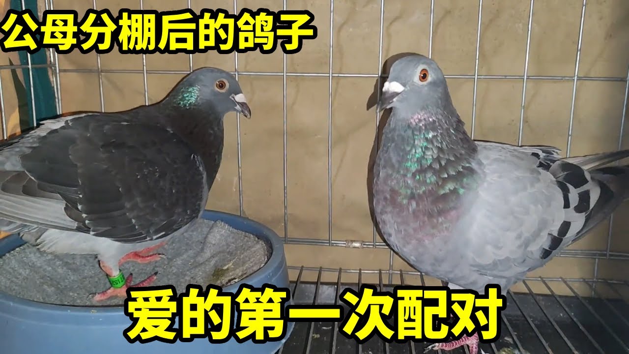 公母分棚后的鸽子，爱的第一次配对#种鸽 #信鸽赛鸽 #鸽子 #信鸽 #养鸽人