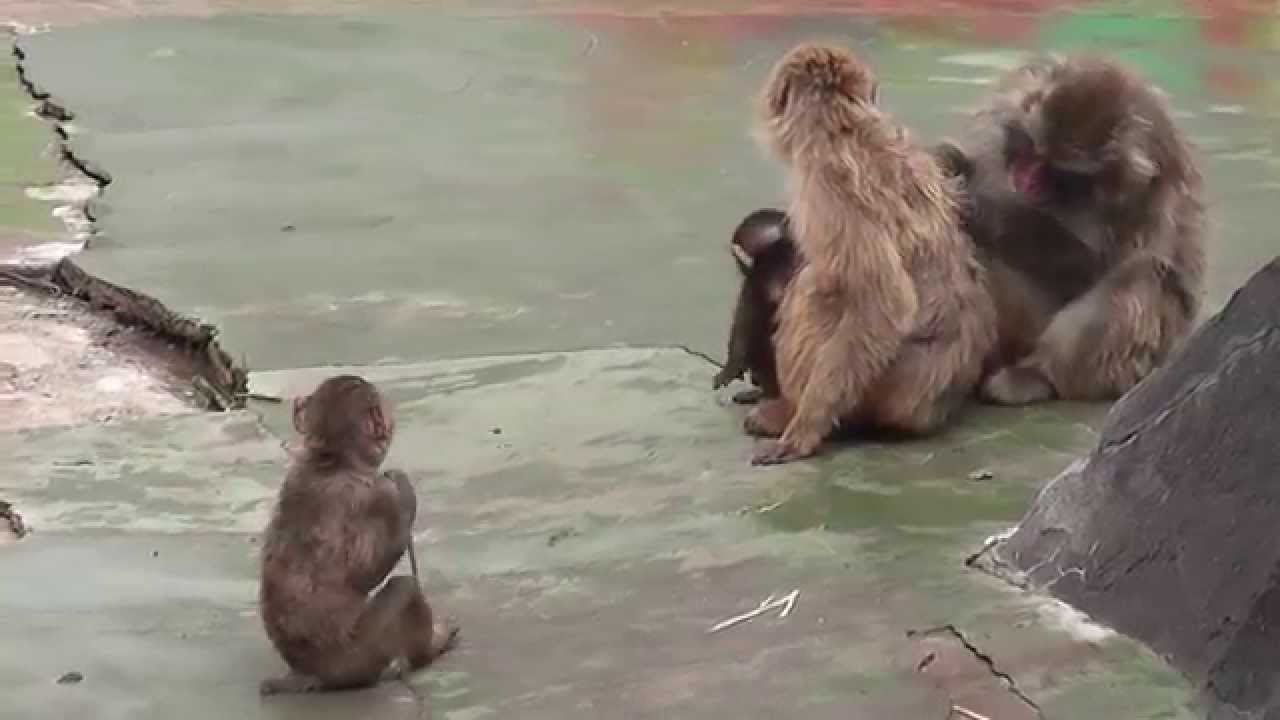 Baby monkey chased by elder child monkey.　子猿にちょっかいを出される赤ちゃんザル（釧路動物園）