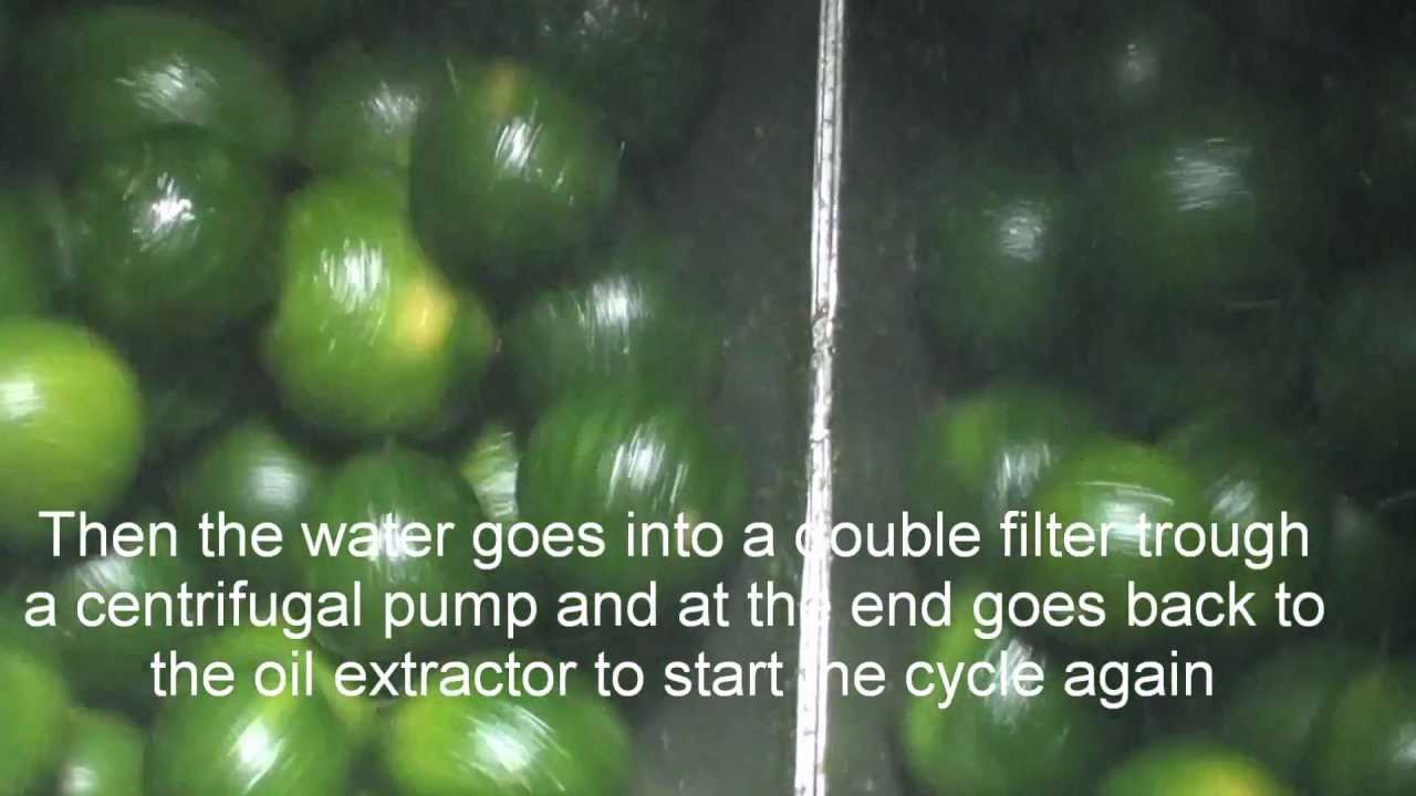 Green mandarin oil extraction.