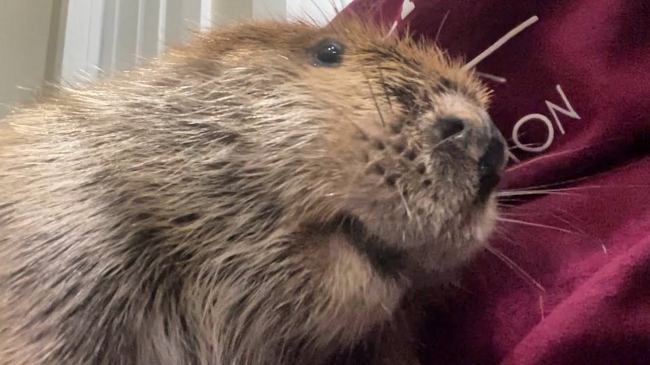 Beaver fun facts and Tulip Q&A