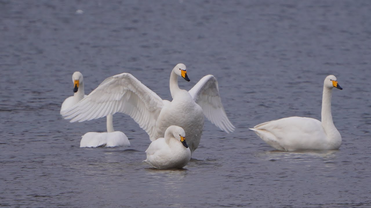 4K Stado łabędzi krzykliwych+ rodzynek / Whooper swans' flock & bewick / Cygnus cygnus & columbianus