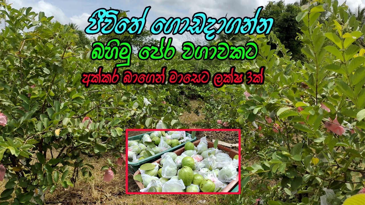 කාබනිකව ඇපල් පේර වගාව / ommercial Guava Cultivation Sri Lanka / Apple Pera wagawa / pera wagawa