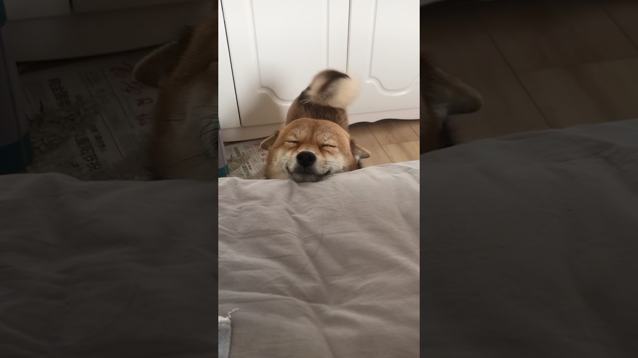 Счастливая собака всегда наполнит ваше сердце радостью 🥰❤️