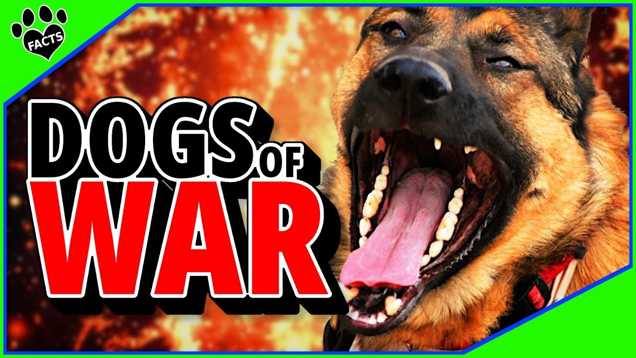 Stories of Military Dogs: of War from Ancient Times to Modern Warfare