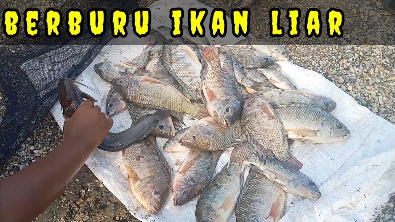 Berburu ikan liar di kali sudah mau kering