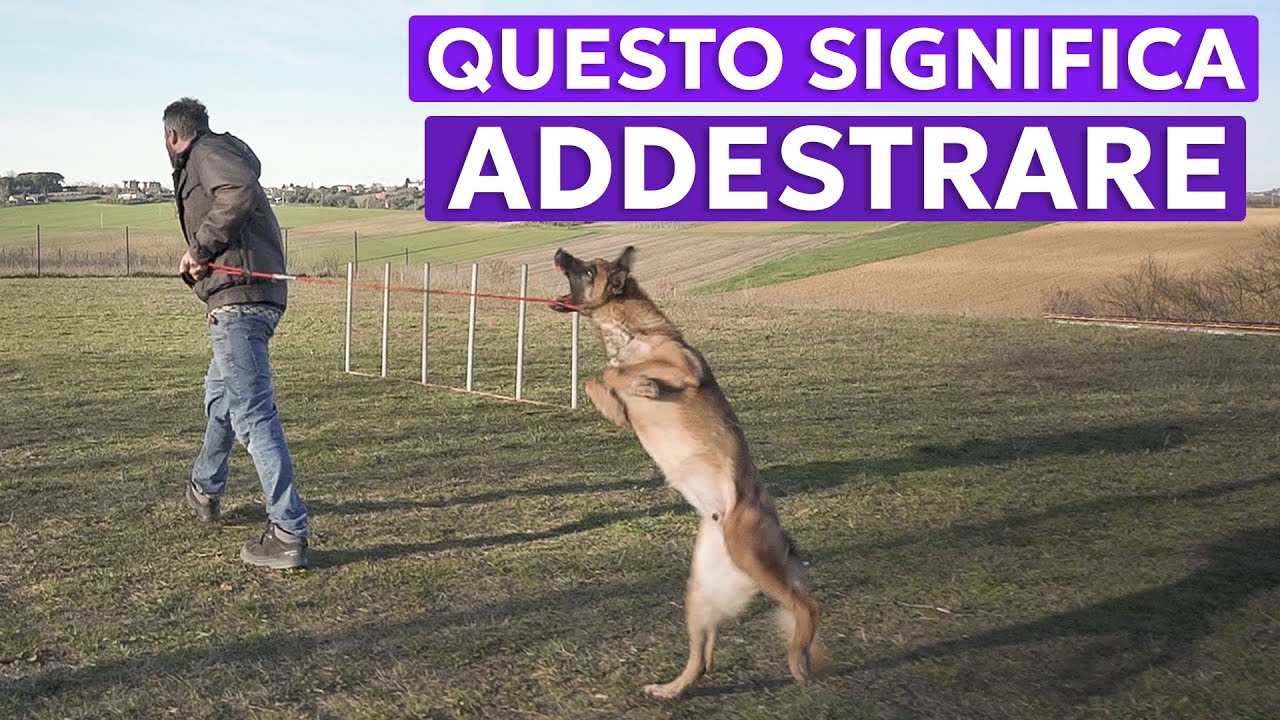 RECUPERO DI UN CANE FOBICO. Risultato di un intervento