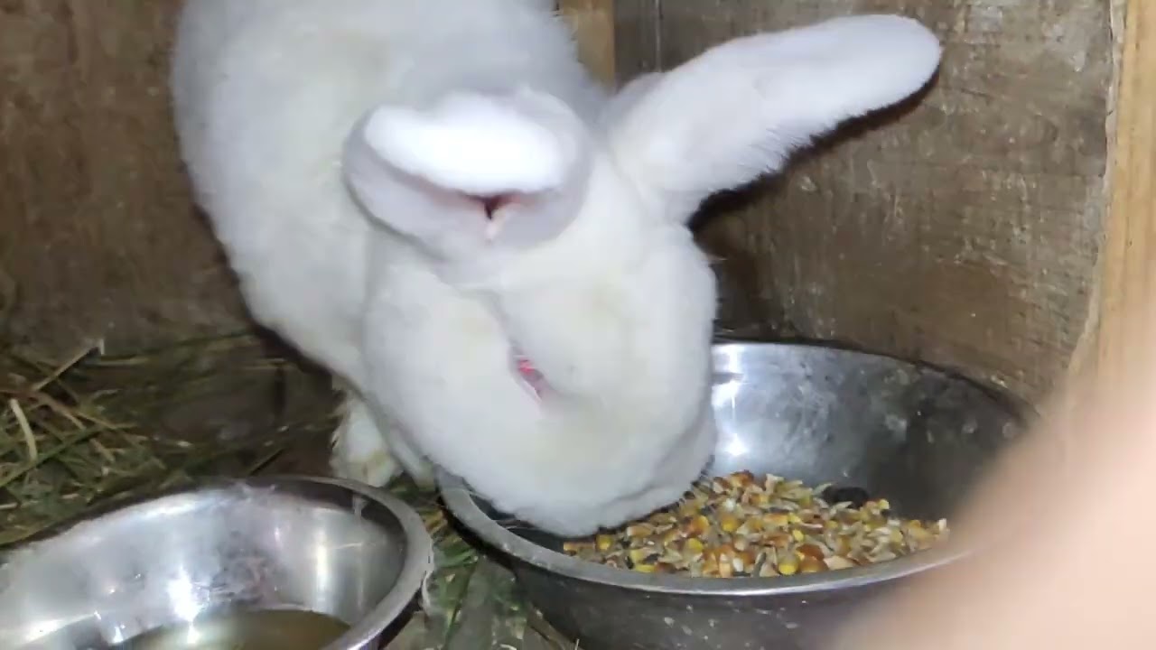 Multe schimbări la iepuri californian și neo!