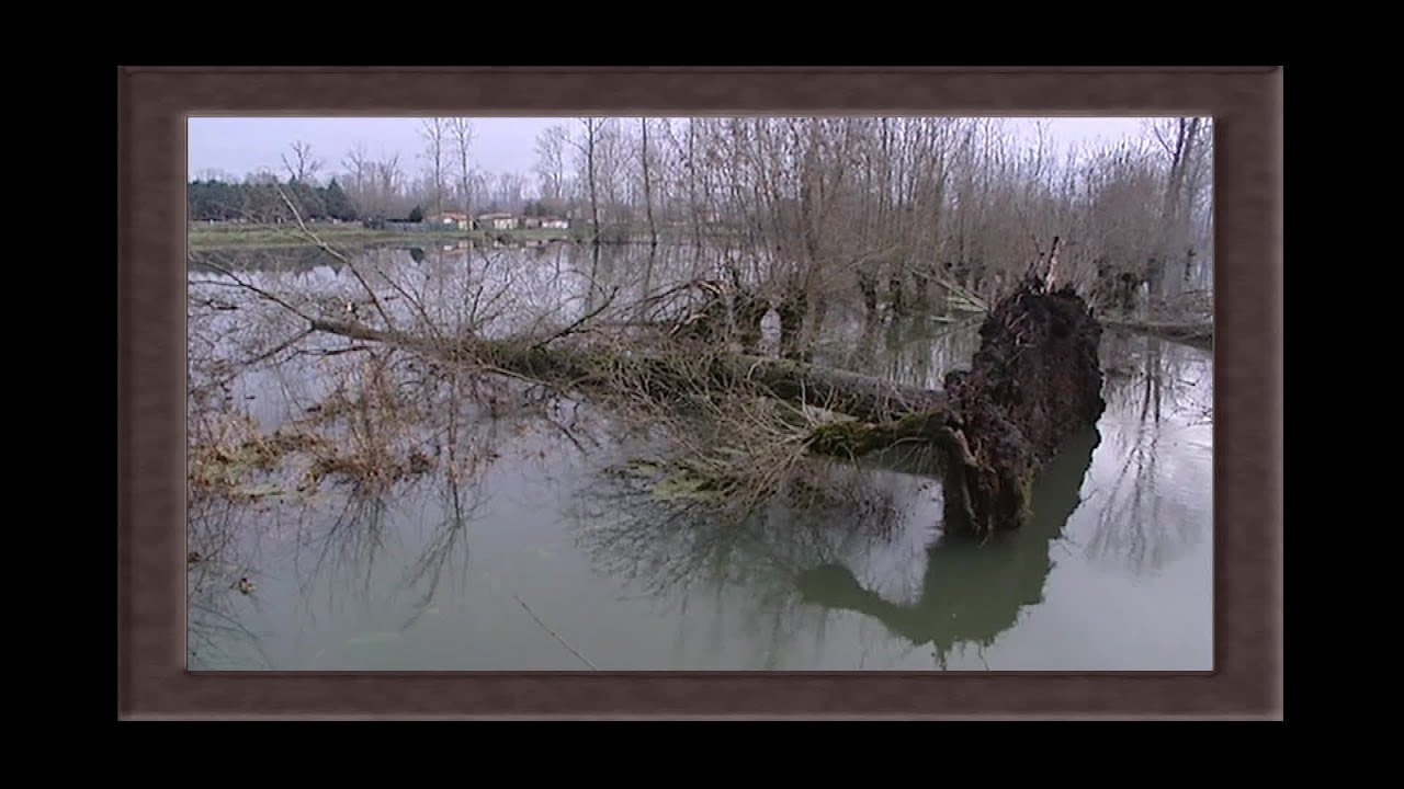 Tempête de 1999 : le Marais Poitevin défiguré par la chute de milliers d'arbres