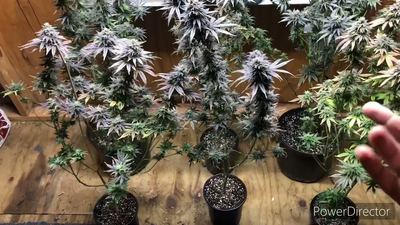 Update: 1 gallon pot and 4 week veg grow.