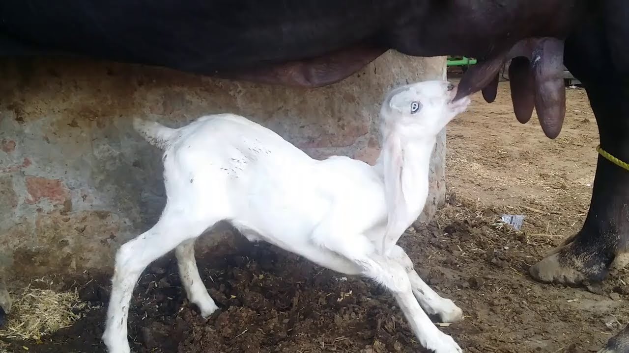 Cute Baby Goat Suckling Buffalo