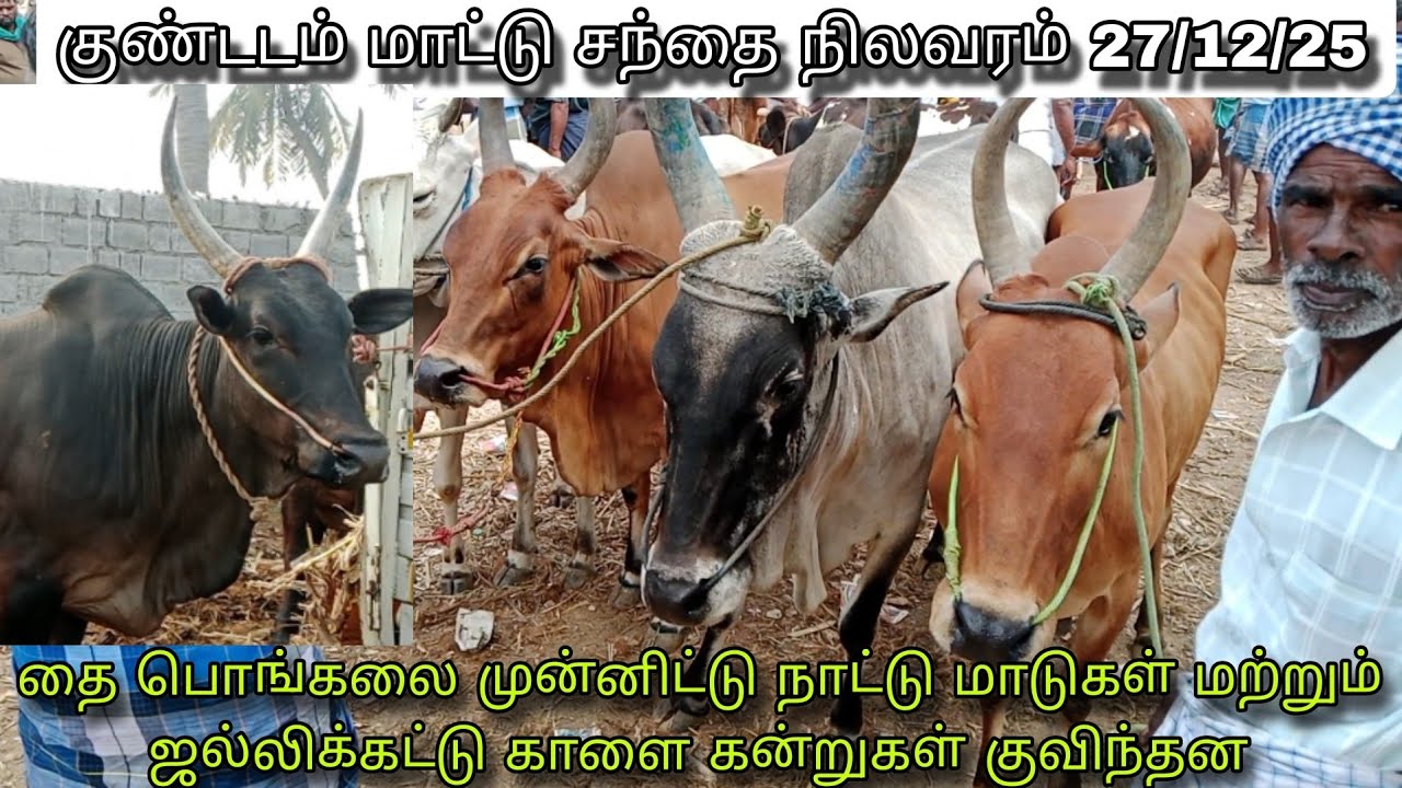 குண்டடம் மாட்டு சந்தையில் தை பொங்கலை முன்னிட்டு நாட்டு மாடு ஜல்லிக்கட்டு காளைகள் வரத்து அதிகரித்தது