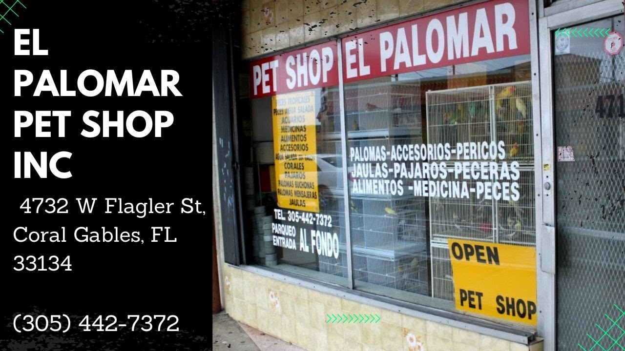 El Moro Pigeon Show.                                             Pet Shop El Palomar Coral Gables.