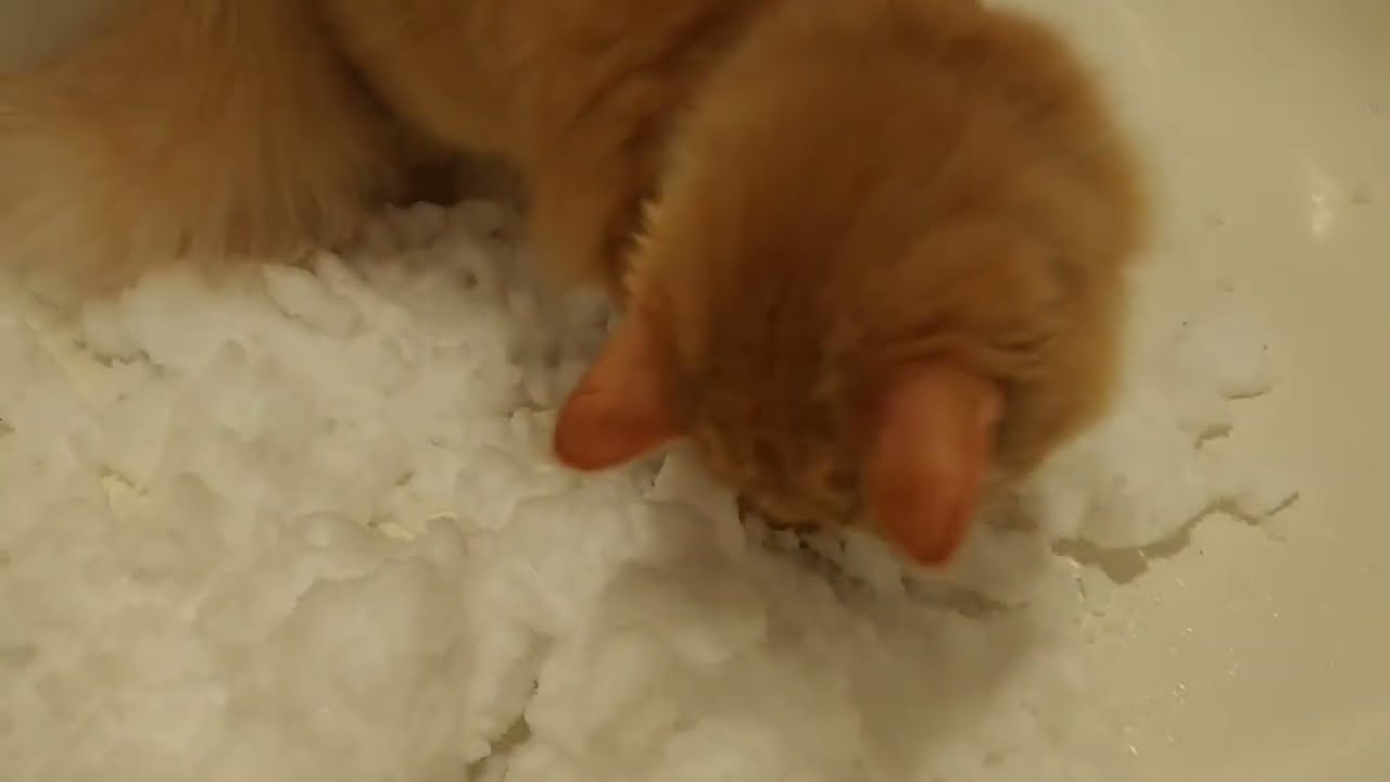 Orange Cat picks up and eats snow