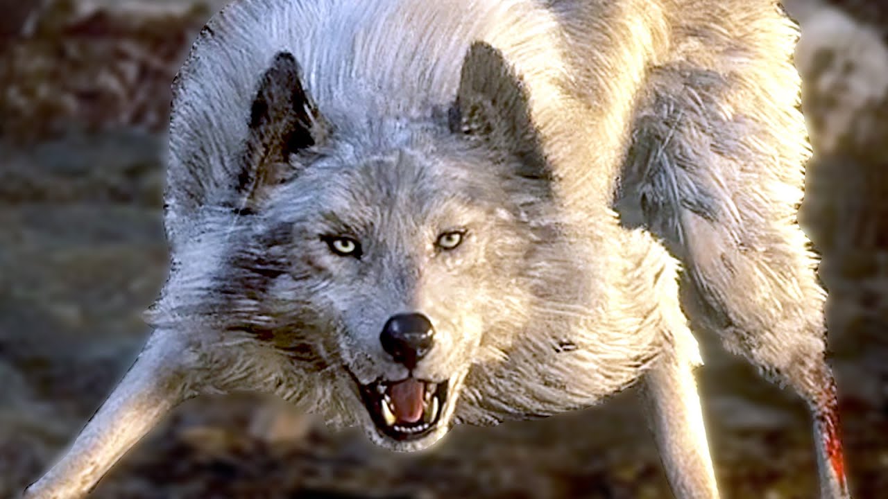 Hey, it's that dog