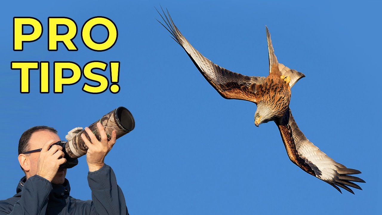 How to Photograph Diving Red Kites - Mirrorless & DSLR (Focusing, Camera Settings & Techniques)