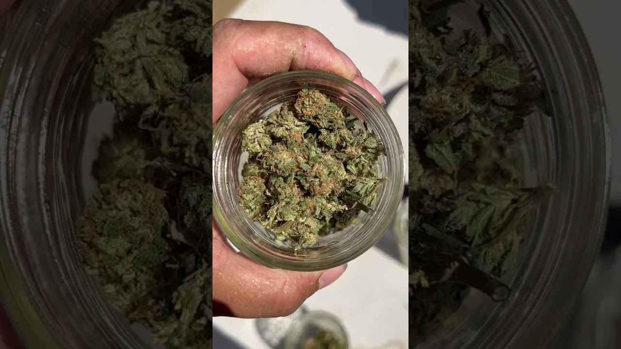 Cali grown #cannabisdaily #larryjune #southbay #bayarea #homegrown #organic