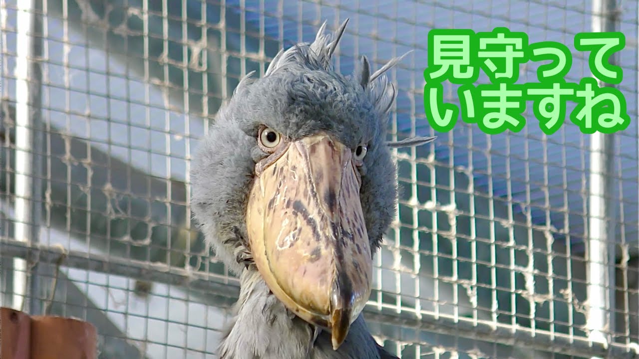 ハシビロコウ　ふたばちゃん　高いところからみんなを見守っています【掛川花鳥園】Shoebill Futaba-chan Kakegawa Garden 