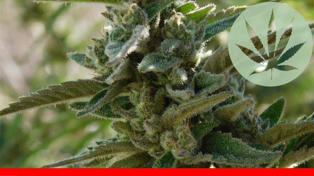 Quantum Kush - All About This Strain