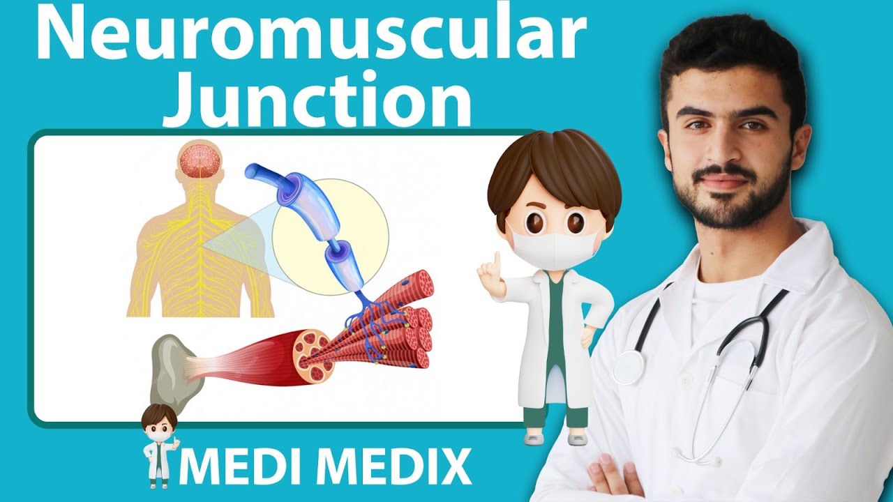 Neuromuscular Junction (Physiology #12)