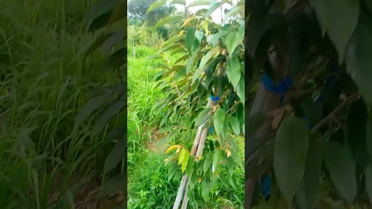 Durian farm visit part two.