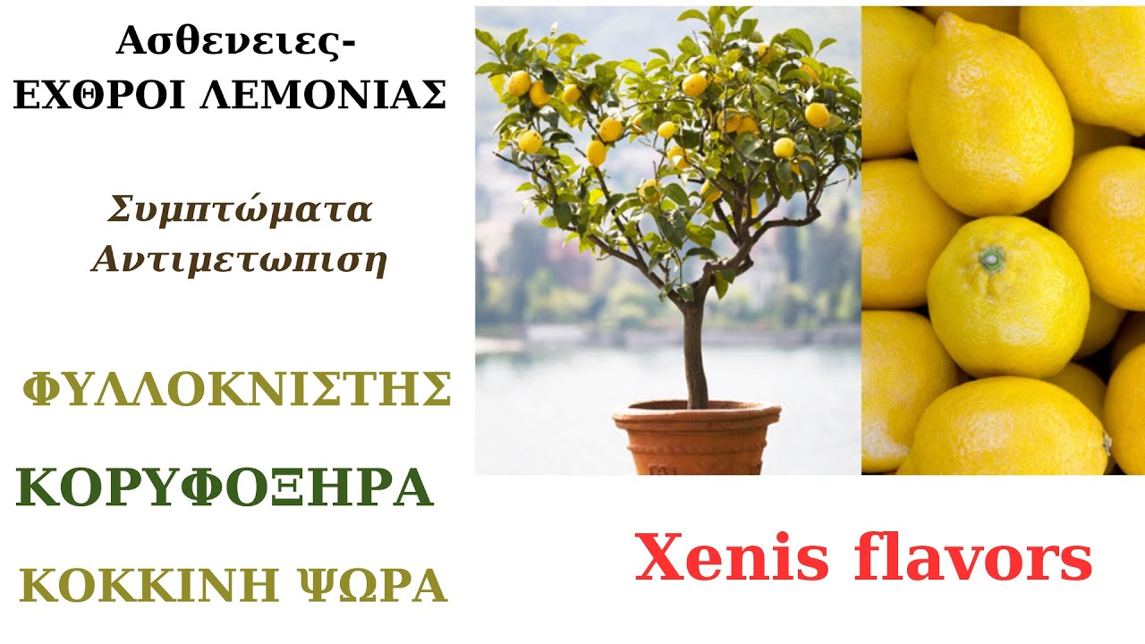 ΑΣΘΕΝΕΙΕΣ-ΕΝΤΟΜΑ ΠΟΥ ΠΡΟΣΒΑΛΛΟΥΝ ΤΗΝ ΛΕΜΟΝΙΑ! ΣΗΜΑΝΤΙΚΟΣ ΟΔΗΓΟΣ ΠΡΟΛΗΨΗΣ,ΚΑΤΑΠΟΛΕΜΗΣΗΣ!Xenis flavors
