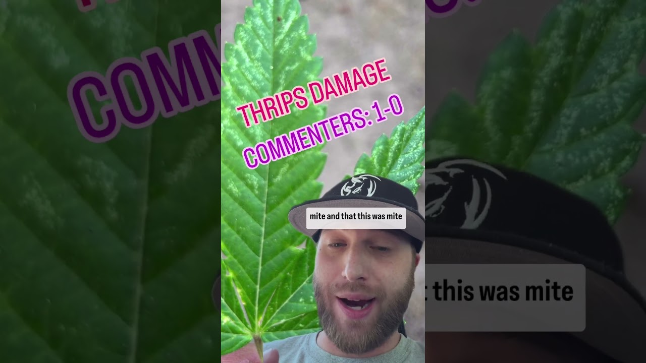 How to Recognize Thrips Damage Vs. Mites on your plants! Video created by @GrowCast #garden #plant