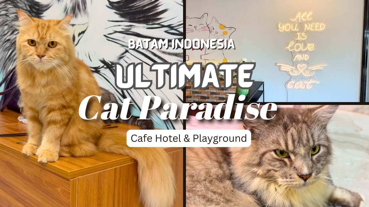 ULTIMATE Cat Paradise! | Cafe, Hotel & Playground | Batam Indonesia