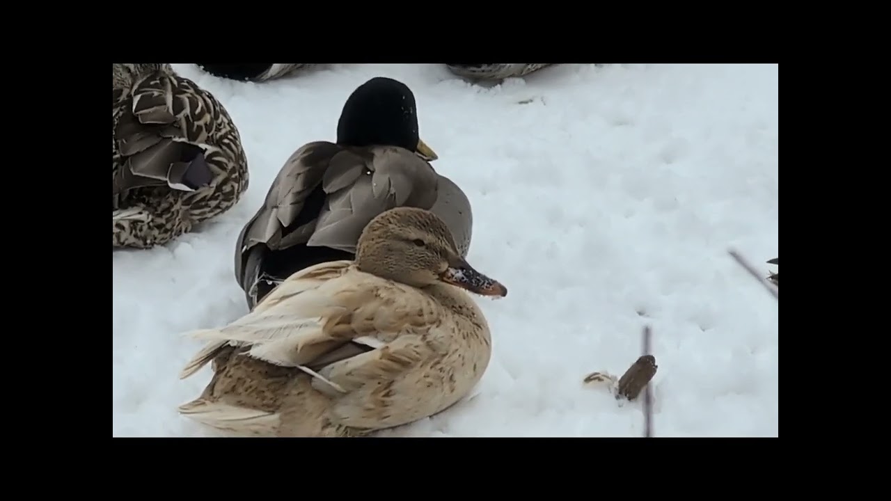 Ducks At The Riverbank.. #viral #ducks #wildlife #winter #beautiful #outdoors #foryou #trending 