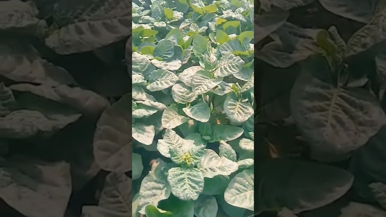 Naswar Tobacco Field 
