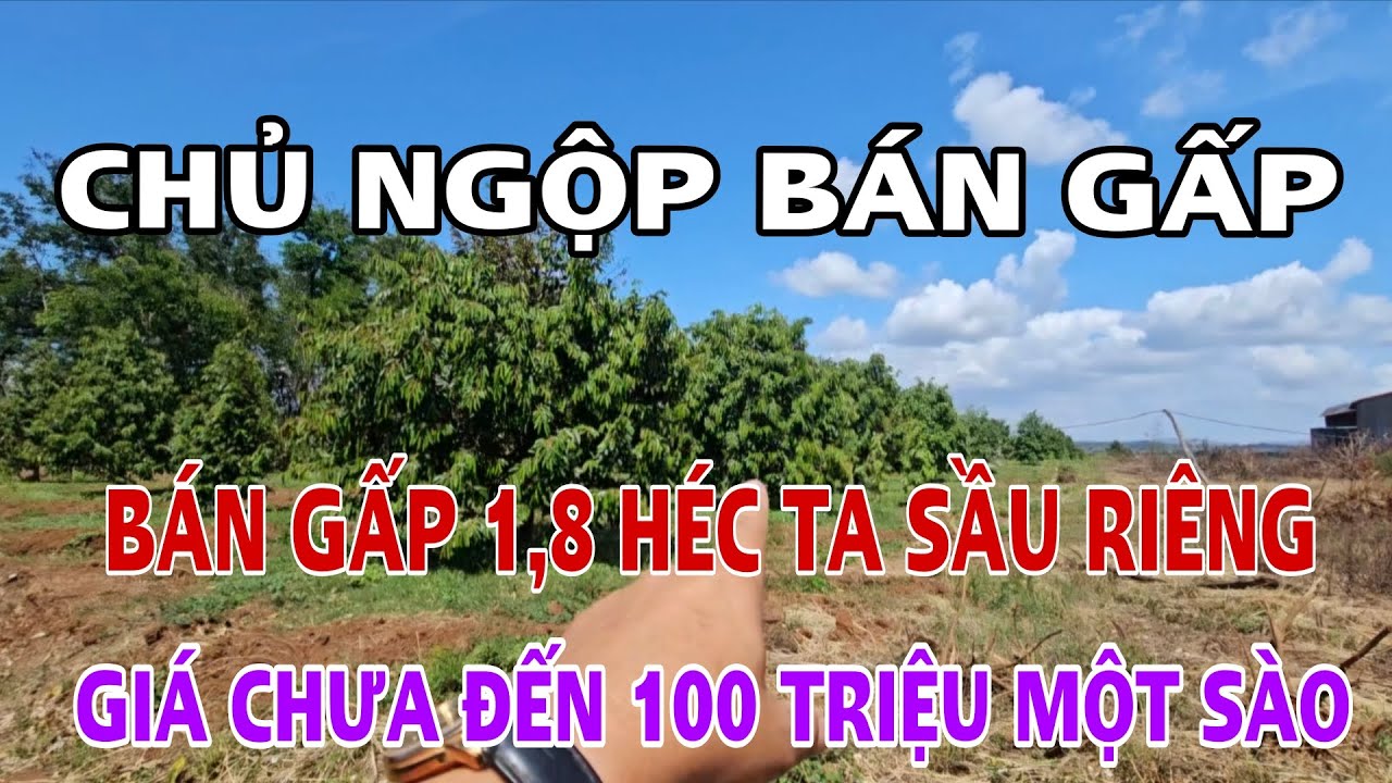 Hàng hiếm gặp bán gấp 1,8ha sầu riêng giá rẻ chưa đến 100tr/sào có 2 cái nhà zalo 0976660424