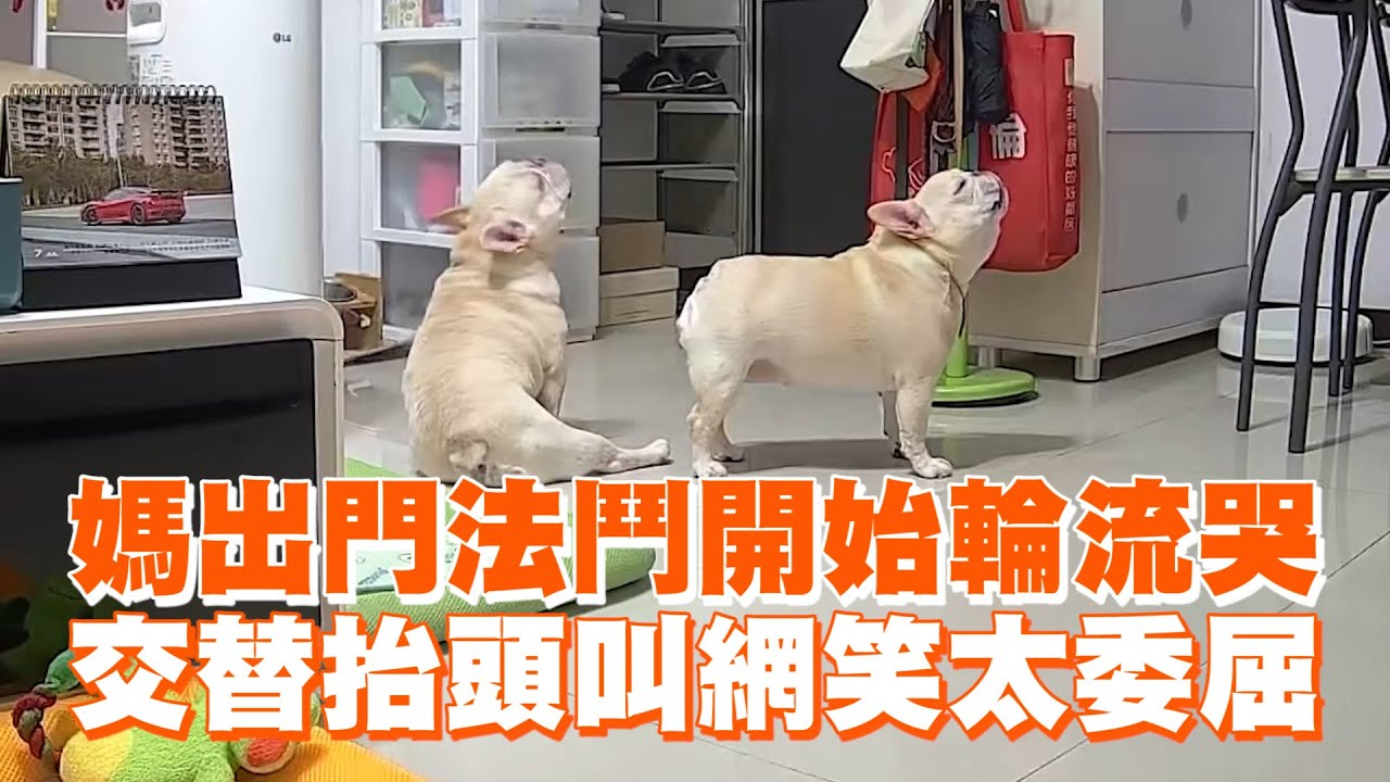 媽出門法鬥開始輪流哭　交替抬頭叫網笑太委屈 ｜#寵物雲