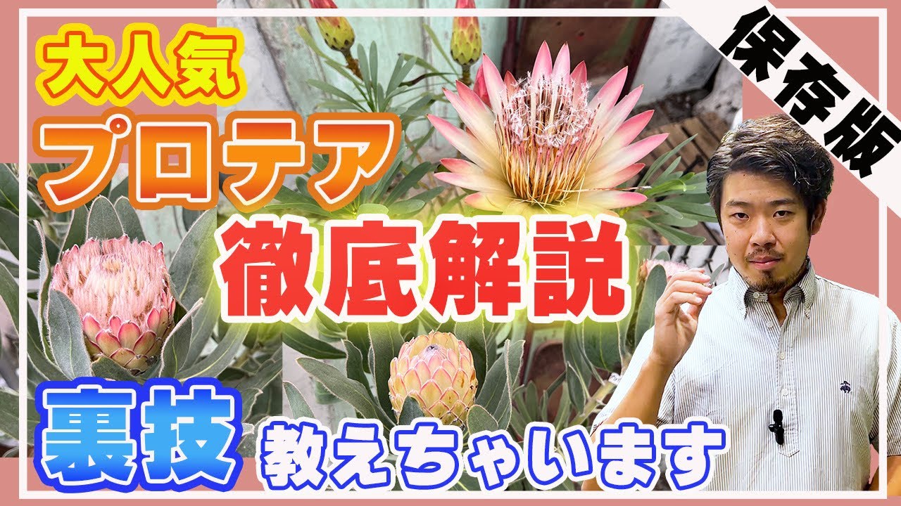 生産者直伝！プロテアの育て方を徹底解説！【オージープランツ】