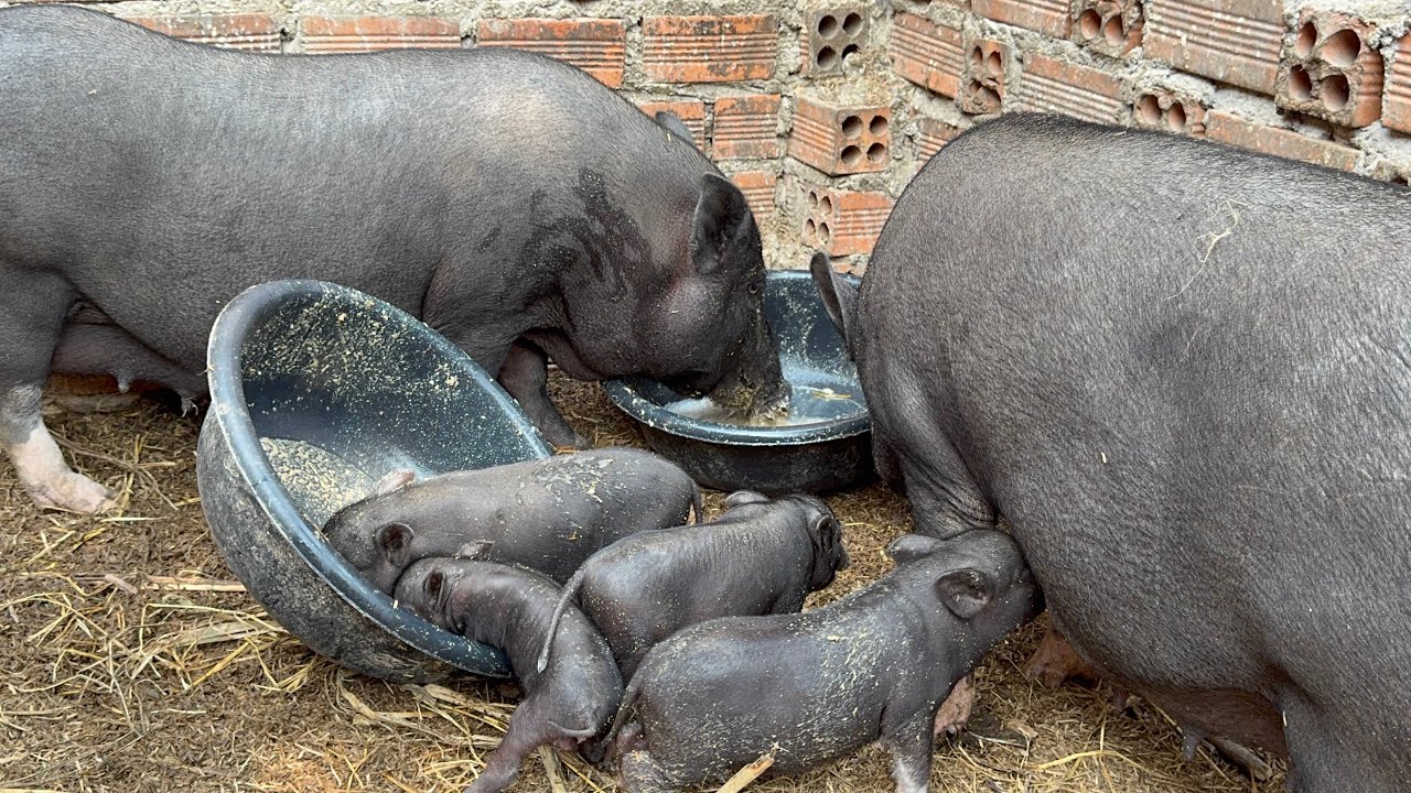 Amazing video.. So cute piggy of wild pigs