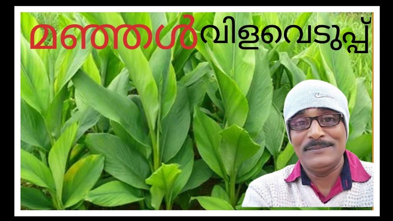 മഞ്ഞൾ കർഷകൻ്റ ഗോൾഡ് വിളവെടുപ്പ് 🥰😍 3⃣6⃣1⃣