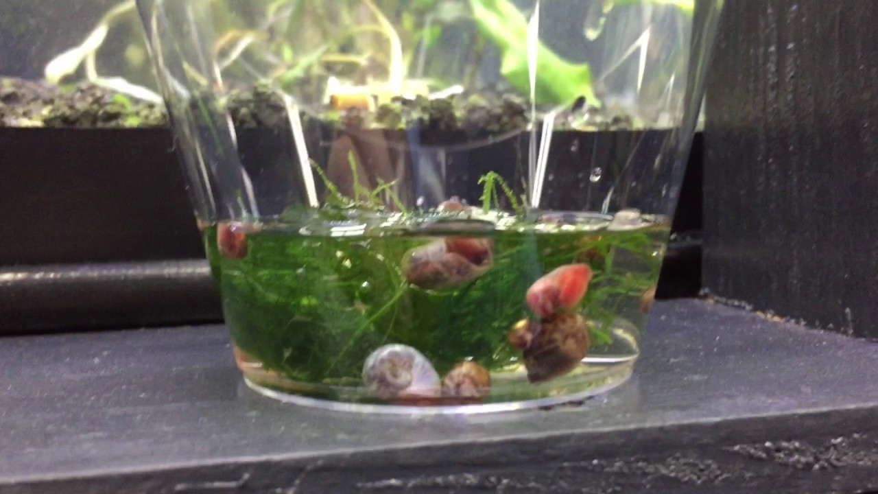In the Fishroom #3: Snail unboxing