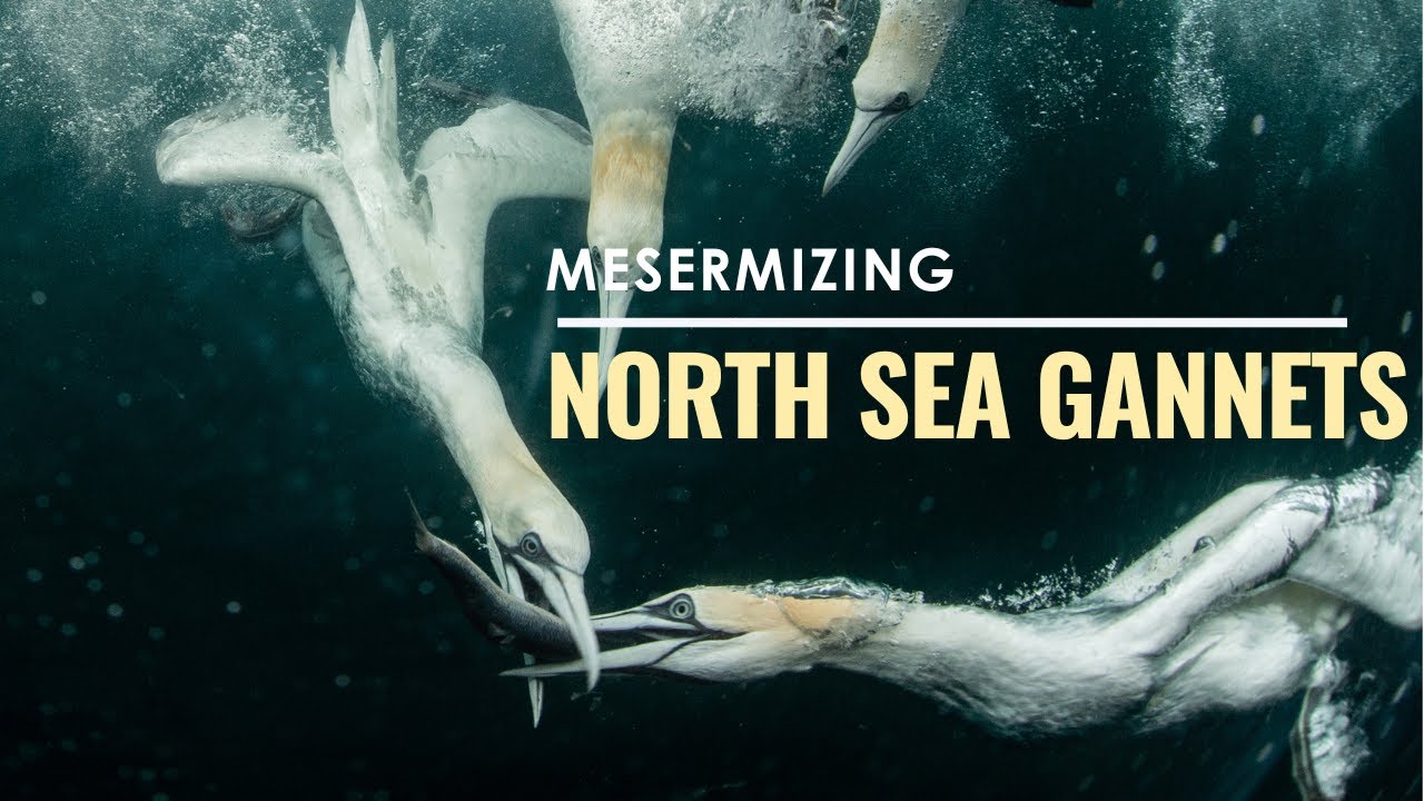 Diving with Gannets: Natures most majestic snorkelers