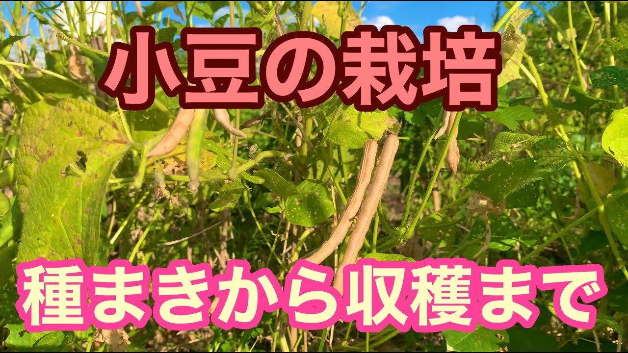 小豆の栽培 種まきから収穫まで93日間の記録