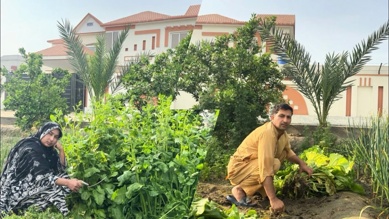 Mausam E Garma Ki Sabziyon Ki Tayyari Shuru 🍅🍅🍅