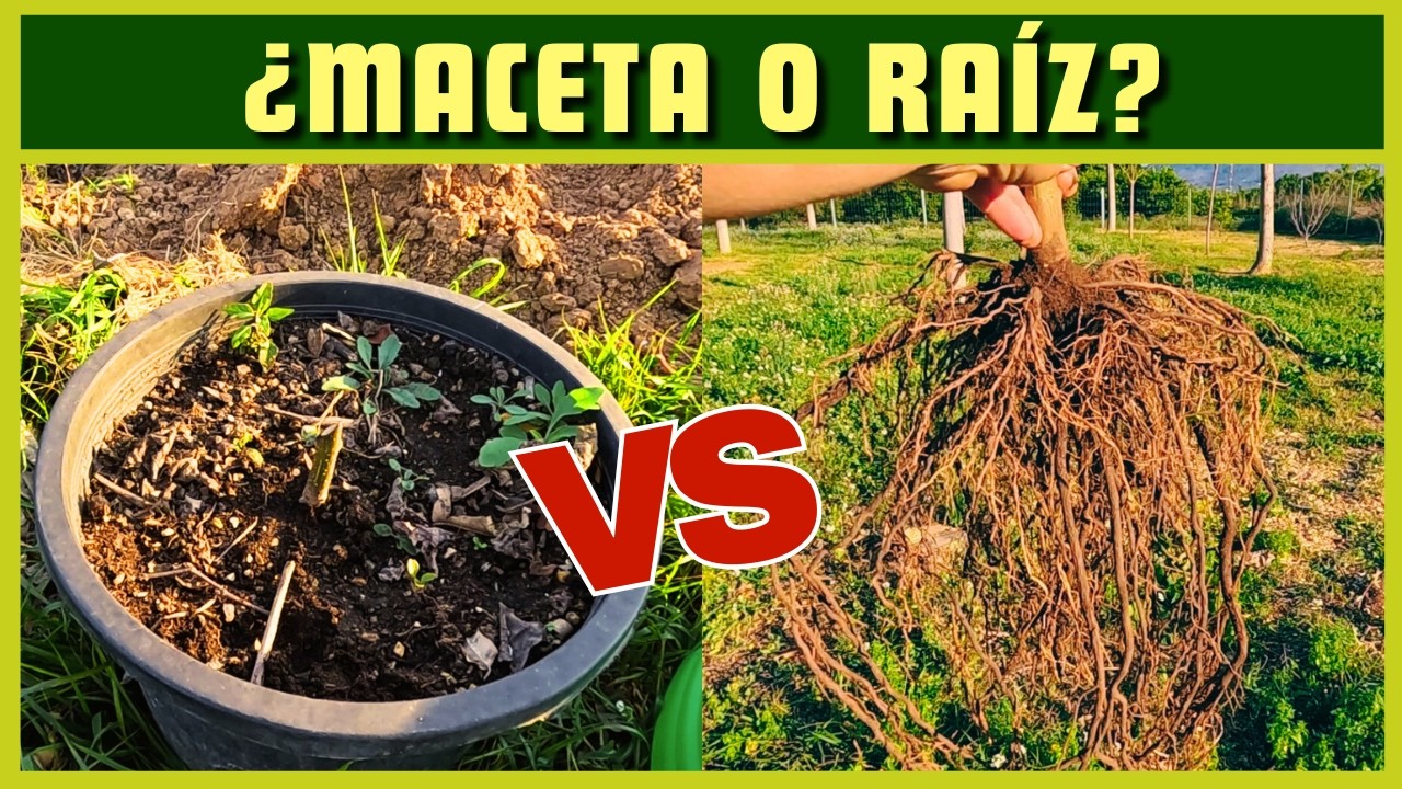 Cómo plantar paulownias: raíz desnuda y en maceta 🌱🪴