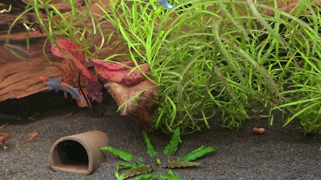 Pelvicachromis sacrimontis sind in das 468L eingezogen 😍