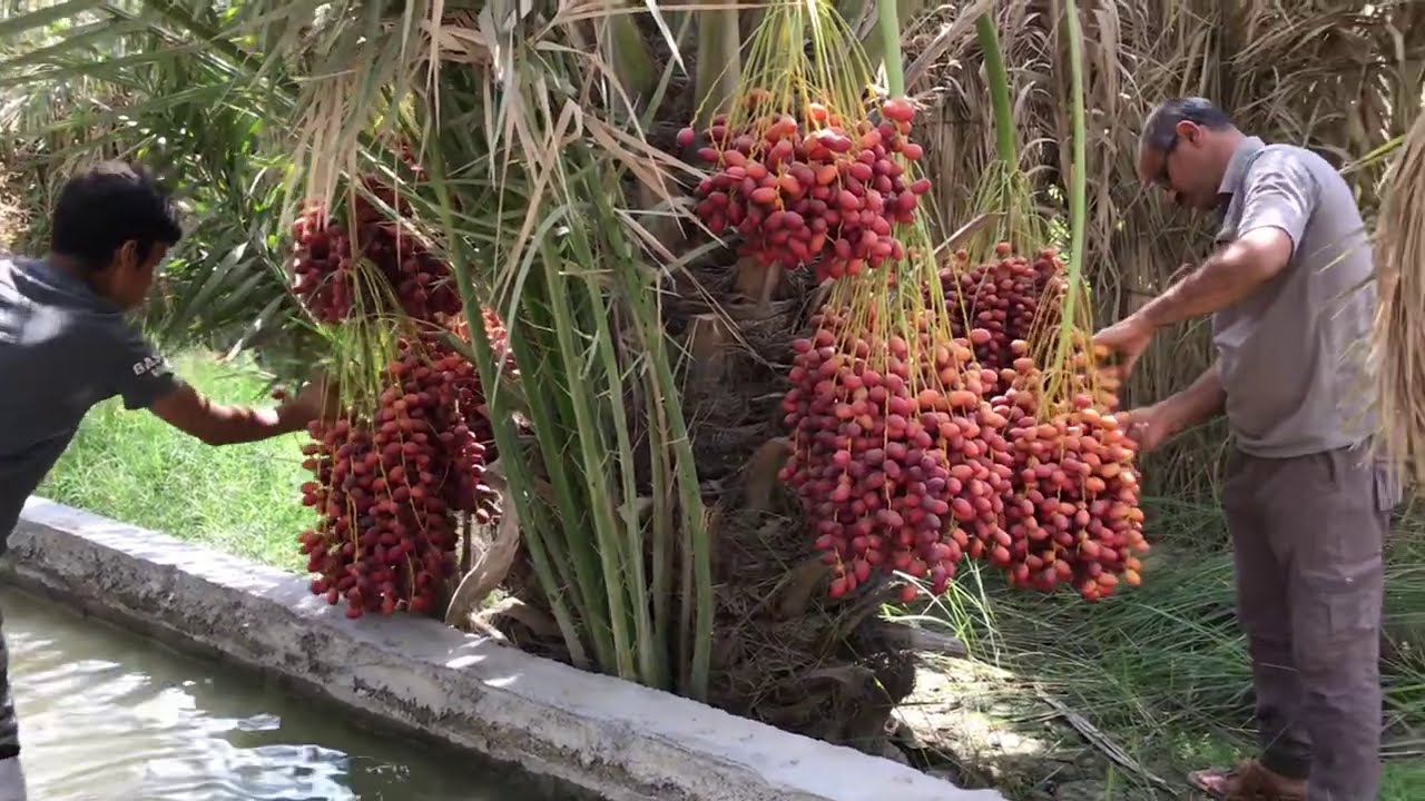سهيل المبارك في اجمل بساتين قرية حمدان في ابي الخصيب