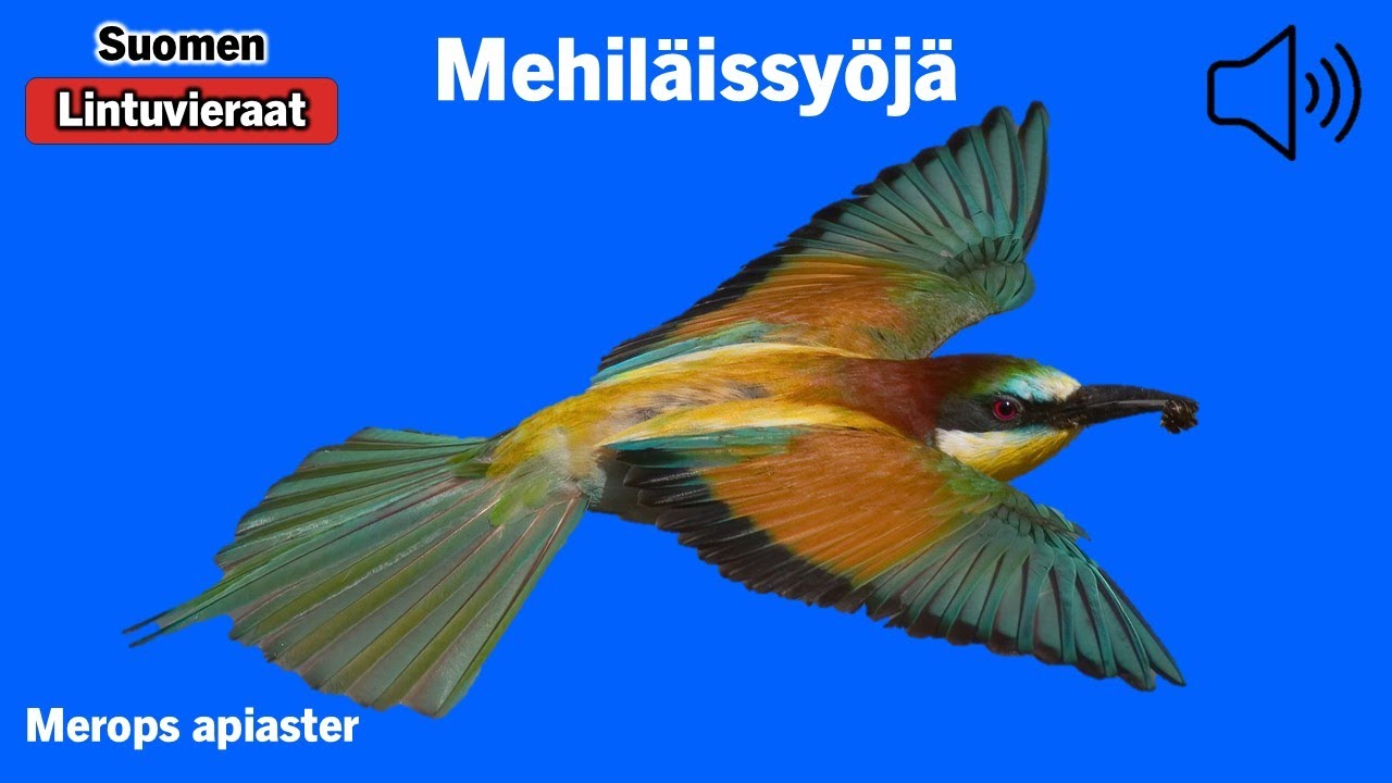 Mehiläissyöjä - Merops apiaster - European Bee-eater - biätare - MERAPI