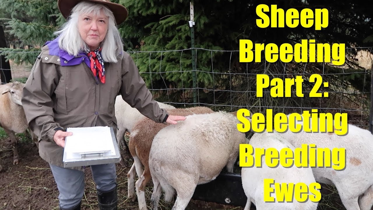 Sheep Breeding Series - Part 2: Selecting Ewes for Breeding