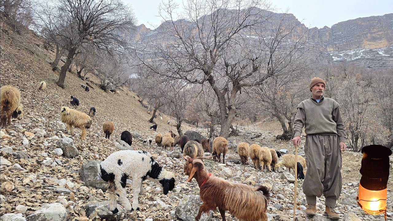 Nomadic life in the heart of winter: caring for sheep in oak forests