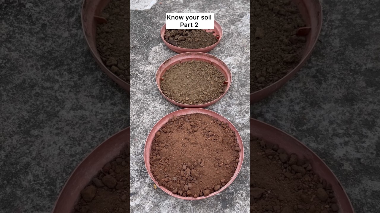 Know your soil #soil #soilmix #soil#garden#gardening #gardenytshorts #gardeningtips