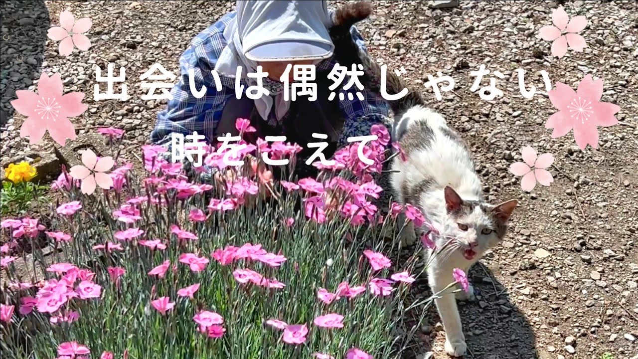 【愛猫シロ物語】初代シロの生まれ変わりのように ― 時をこえて受け継がれた愛【オリジナルBGM】