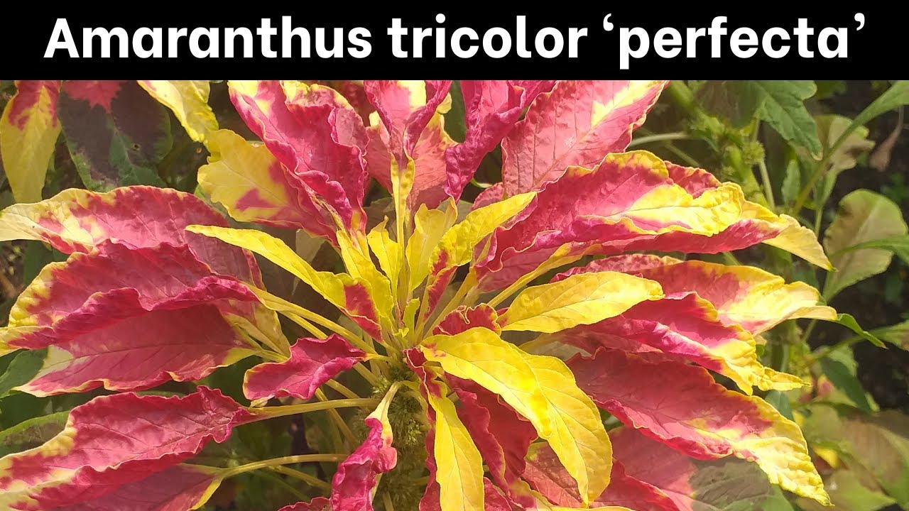 Amaranthus tricolor 'perfecta'